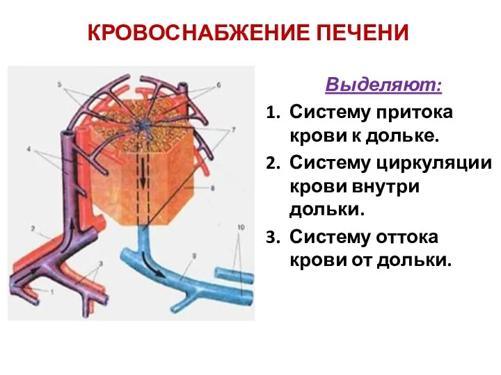 КРОВОСНАБЖЕНИЕ ПЕЧЕНИ Выделяют: Систему притока крови к дольке. Систему циркуляции крови