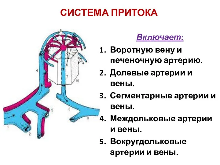 СИСТЕМА ПРИТОКА Включает: Воротную вену и печеночную артерию. Долевые артерии и