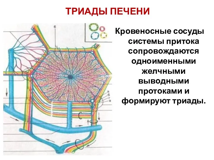 ТРИАДЫ ПЕЧЕНИ Кровеносные сосуды системы притока сопровождаются одноименными желчными выводными протоками и формируют триады.