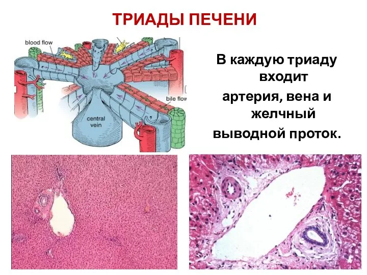 ТРИАДЫ ПЕЧЕНИ В каждую триаду входит артерия, вена и желчный выводной проток.