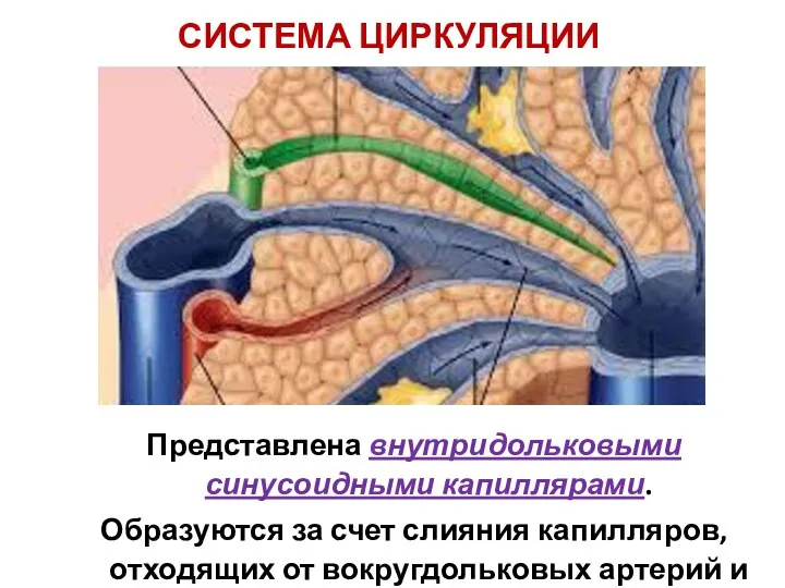 СИСТЕМА ЦИРКУЛЯЦИИ Представлена внутридольковыми синусоидными капиллярами. Образуются за счет слияния капилляров,