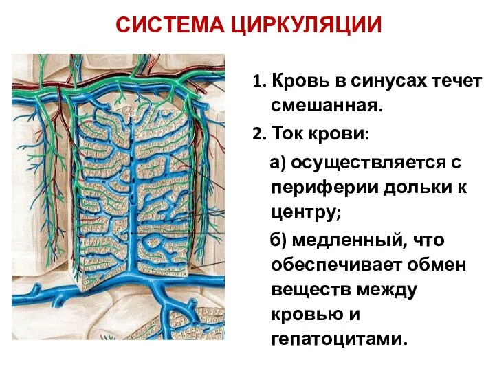 СИСТЕМА ЦИРКУЛЯЦИИ 1. Кровь в синусах течет смешанная. 2. Ток крови: