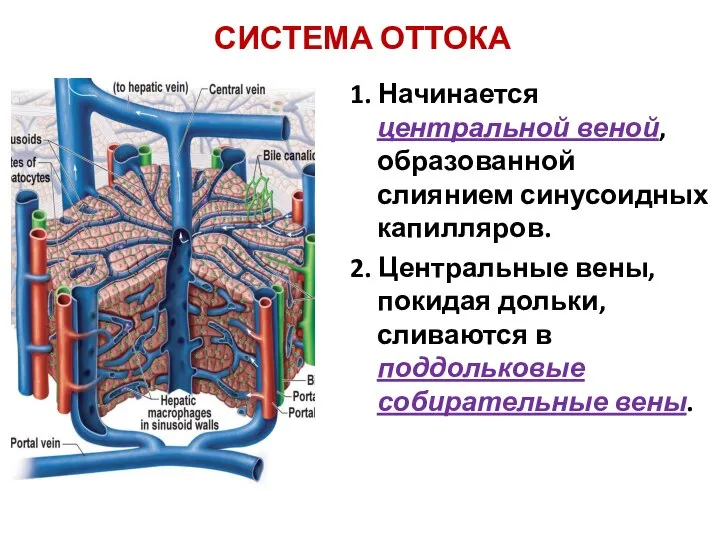 СИСТЕМА ОТТОКА 1. Начинается центральной веной, образованной слиянием синусоидных капилляров. 2.