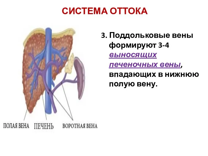 СИСТЕМА ОТТОКА 3. Поддольковые вены формируют 3-4 выносящих печеночных вены, впадающих в нижнюю полую вену.