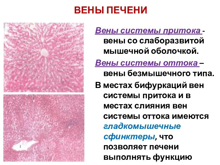 ВЕНЫ ПЕЧЕНИ Вены системы притока - вены со слаборазвитой мышечной оболочкой.