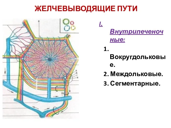 ЖЕЛЧЕВЫВОДЯЩИЕ ПУТИ I. Внутрипеченочные: 1. Вокругдольковые. 2. Междольковые. 3. Сегментарные.