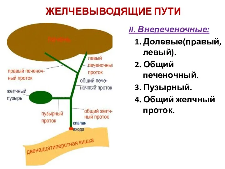 ЖЕЛЧЕВЫВОДЯЩИЕ ПУТИ II. Внепеченочные: 1. Долевые(правый, левый). 2. Общий печеночный. 3. Пузырный. 4. Общий желчный проток.