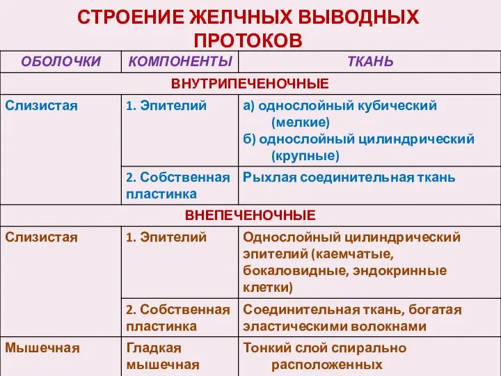 СТРОЕНИЕ ЖЕЛЧНЫХ ВЫВОДНЫХ ПРОТОКОВ