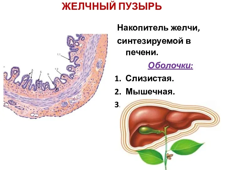 ЖЕЛЧНЫЙ ПУЗЫРЬ Накопитель желчи, синтезируемой в печени. Оболочки: Слизистая. Мышечная. Адвентициальная, серозная.