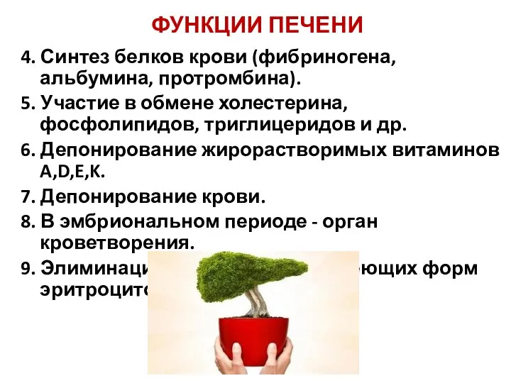 ФУНКЦИИ ПЕЧЕНИ 4. Синтез белков крови (фибриногена, альбумина, протромбина). 5. Участие