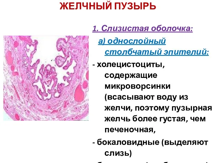 ЖЕЛЧНЫЙ ПУЗЫРЬ 1. Слизистая оболочка: а) однослойный столбчатый эпителий: - холецистоциты,