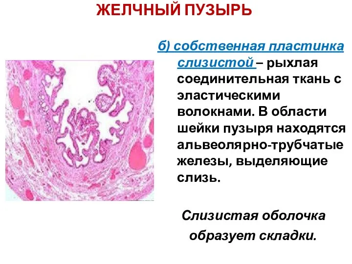ЖЕЛЧНЫЙ ПУЗЫРЬ б) собственная пластинка слизистой – рыхлая соединительная ткань с