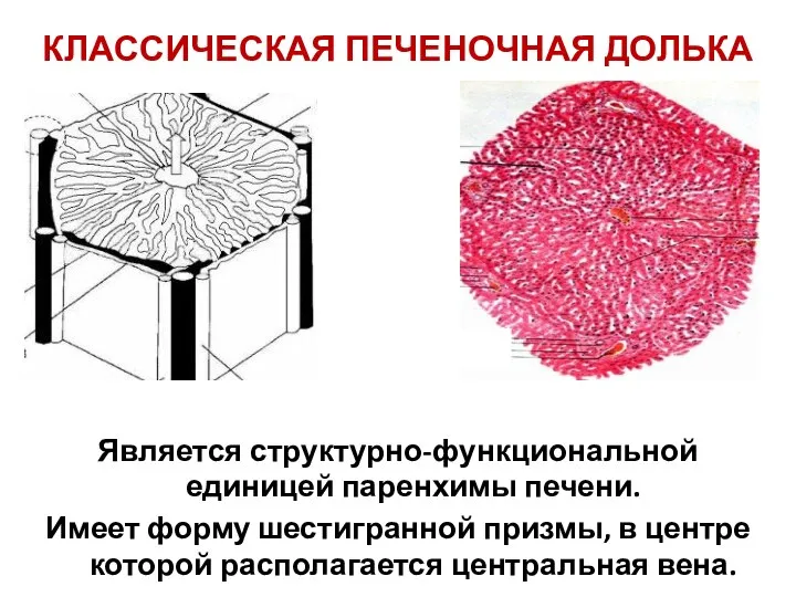 КЛАССИЧЕСКАЯ ПЕЧЕНОЧНАЯ ДОЛЬКА Является структурно-функциональной единицей паренхимы печени. Имеет форму шестигранной