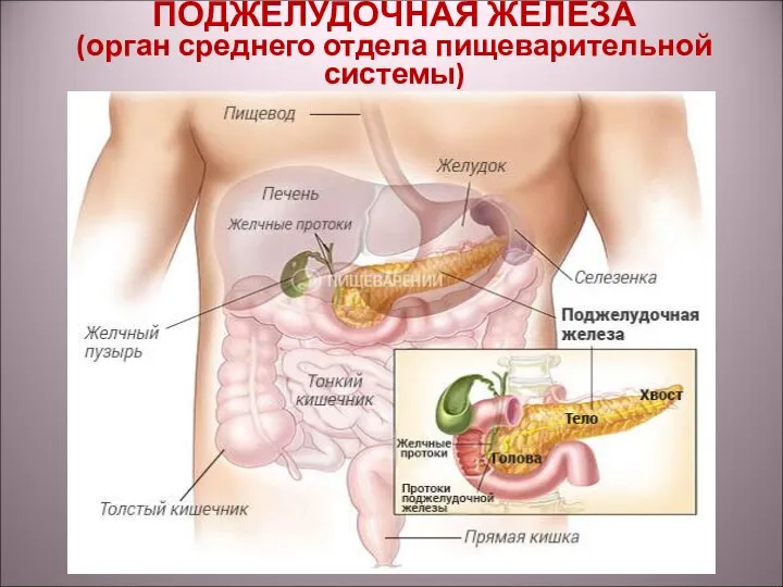 ПОДЖЕЛУДОЧНАЯ ЖЕЛЕЗА (орган среднего отдела пищеварительной системы)