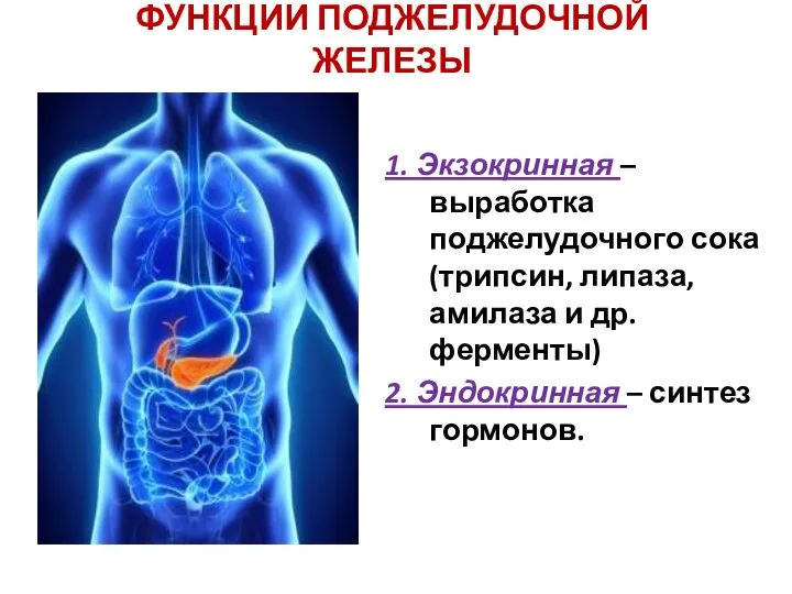 ФУНКЦИИ ПОДЖЕЛУДОЧНОЙ ЖЕЛЕЗЫ 1. Экзокринная – выработка поджелудочного сока (трипсин, липаза,