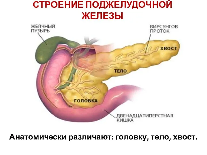 СТРОЕНИЕ ПОДЖЕЛУДОЧНОЙ ЖЕЛЕЗЫ Анатомически различают: головку, тело, хвост.