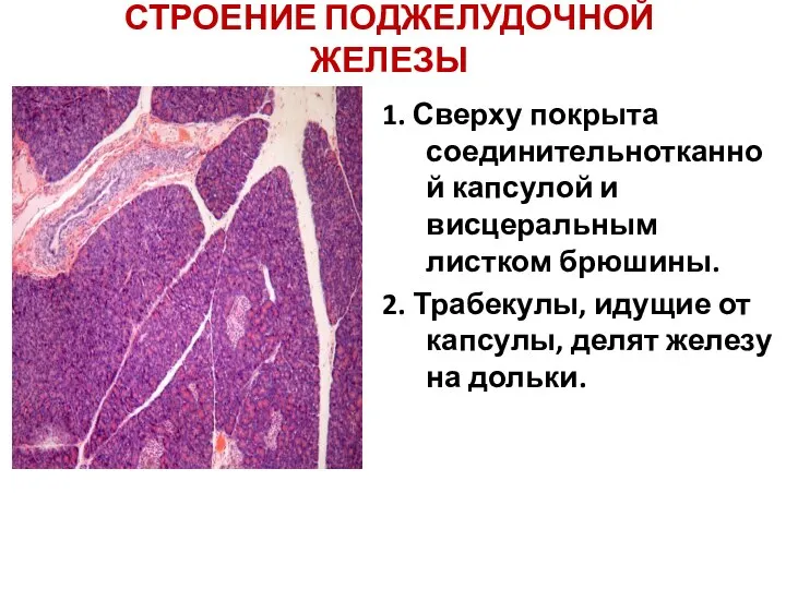 СТРОЕНИЕ ПОДЖЕЛУДОЧНОЙ ЖЕЛЕЗЫ 1. Сверху покрыта соединительнотканной капсулой и висцеральным листком