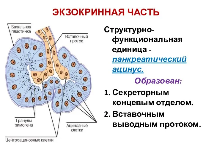 ЭКЗОКРИННАЯ ЧАСТЬ Структурно-функциональная единица -панкреатический ацинус. Образован: 1. Секреторным концевым отделом. 2. Вставочным выводным протоком.