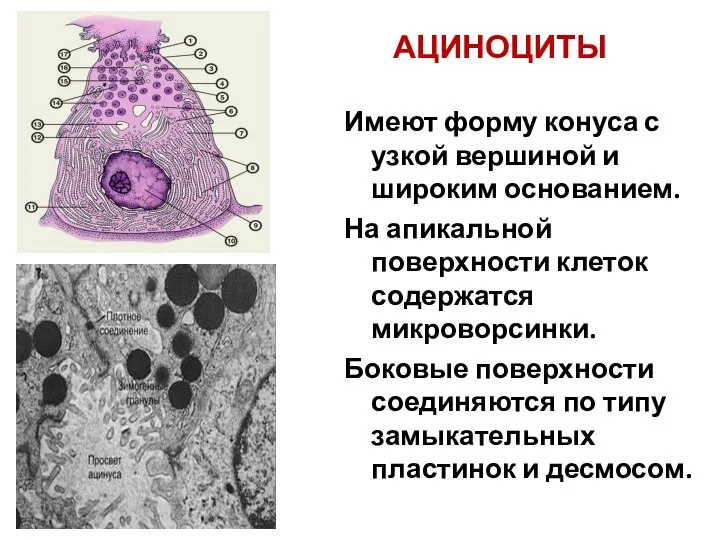 АЦИНОЦИТЫ Имеют форму конуса с узкой вершиной и широким основанием. На