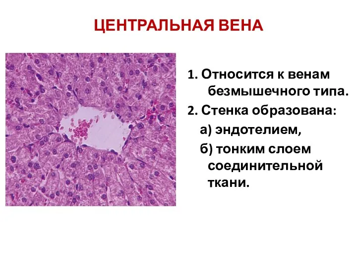 ЦЕНТРАЛЬНАЯ ВЕНА 1. Относится к венам безмышечного типа. 2. Стенка образована: