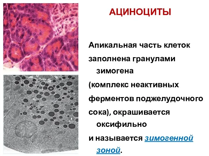 АЦИНОЦИТЫ Апикальная часть клеток заполнена гранулами зимогена (комплекс неактивных ферментов поджелудочного