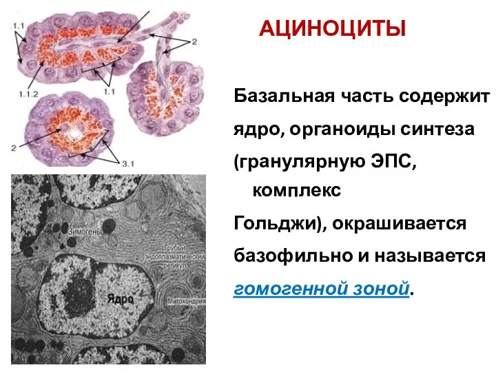 АЦИНОЦИТЫ Базальная часть содержит ядро, органоиды синтеза (гранулярную ЭПС, комплекс Гольджи),