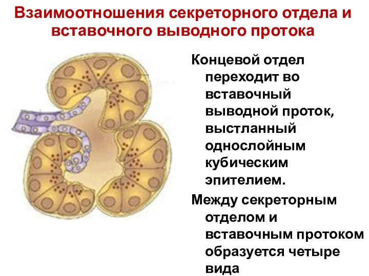 Взаимоотношения секреторного отдела и вставочного выводного протока Концевой отдел переходит во