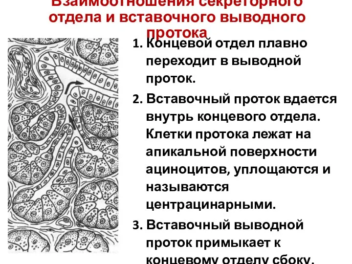 Взаимоотношения секреторного отдела и вставочного выводного протока 1. Концевой отдел плавно