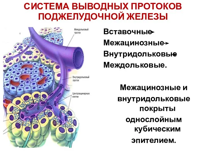 СИСТЕМА ВЫВОДНЫХ ПРОТОКОВ ПОДЖЕЛУДОЧНОЙ ЖЕЛЕЗЫ Вставочные Межацинозные Внутридольковые Междольковые. Межацинозные и внутридольковые покрыты однослойным кубическим эпителием.