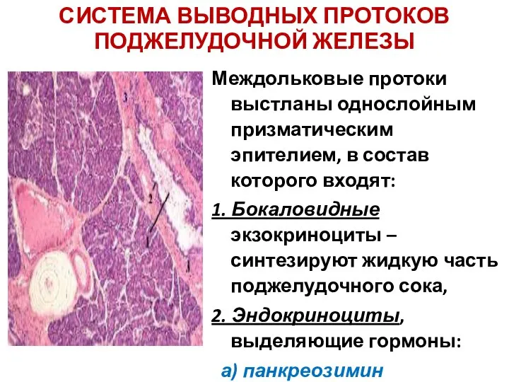 СИСТЕМА ВЫВОДНЫХ ПРОТОКОВ ПОДЖЕЛУДОЧНОЙ ЖЕЛЕЗЫ Междольковые протоки выстланы однослойным призматическим эпителием,