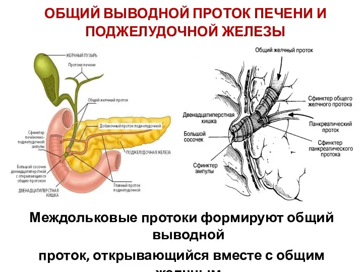 ОБЩИЙ ВЫВОДНОЙ ПРОТОК ПЕЧЕНИ И ПОДЖЕЛУДОЧНОЙ ЖЕЛЕЗЫ Междольковые протоки формируют общий