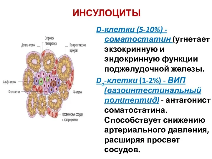 ИНСУЛОЦИТЫ D-клетки (5-10%) - соматостатин (угнетает экзокринную и эндокринную функции поджелудочной