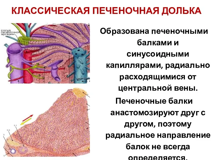 КЛАССИЧЕСКАЯ ПЕЧЕНОЧНАЯ ДОЛЬКА Образована печеночными балками и синусоидными капиллярами, радиально расходящимися