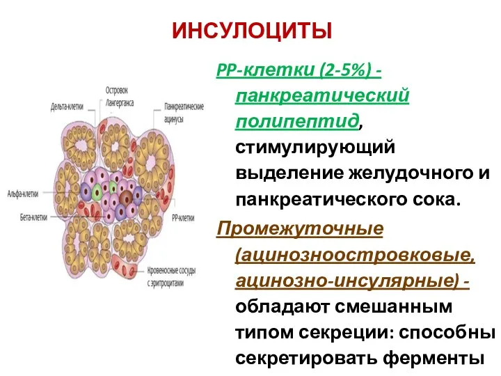 ИНСУЛОЦИТЫ PP-клетки (2-5%) - панкреатический полипептид, стимулирующий выделение желудочного и панкреатического