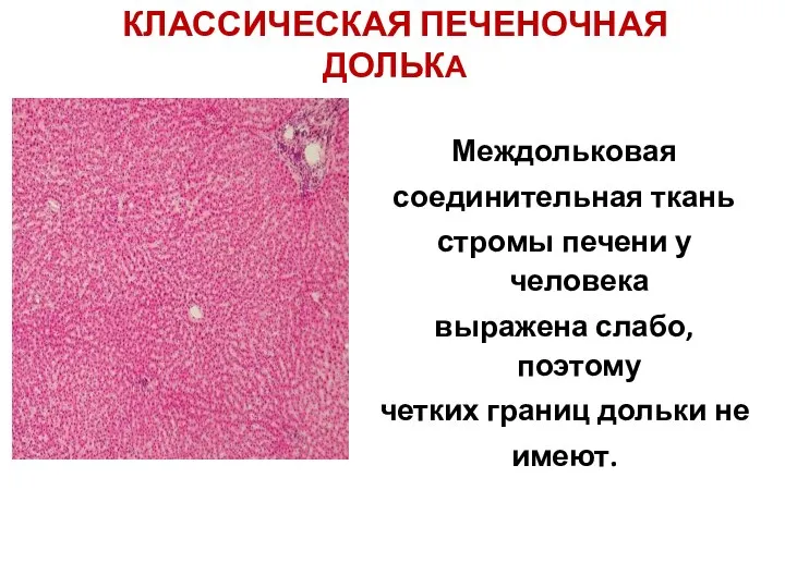 КЛАССИЧЕСКАЯ ПЕЧЕНОЧНАЯ ДОЛЬКА Междольковая соединительная ткань стромы печени у человека выражена