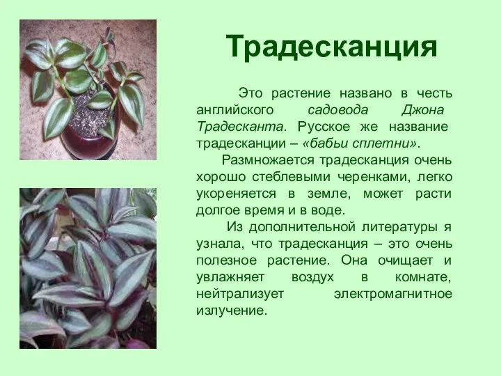 Традесканция Это растение названо в честь английского садовода Джона Традесканта. Русское