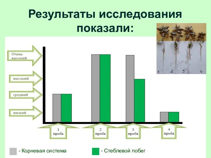 Результаты исследования показали: Корневая система - Корневая система - Стеблевой побег