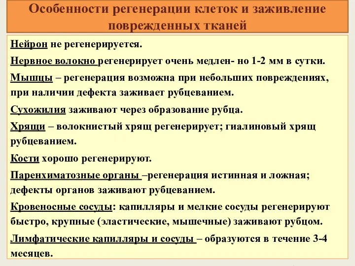 Особенности регенерации клеток и заживление поврежденных тканей Нейрон не регенерируется. Нервное