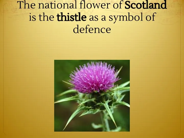 The national flower of Scotland is the thistle as a symbol of defence