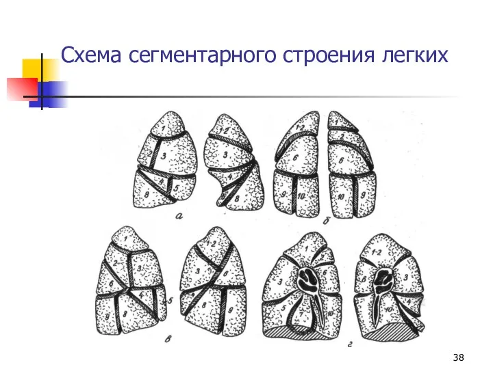 Схема сегментарного строения легких