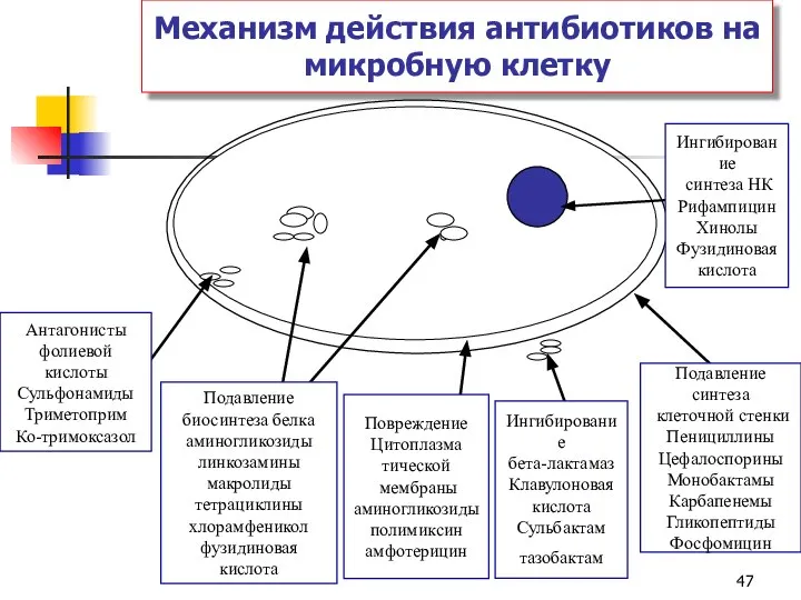 Подавление синтеза клеточной стенки Пенициллины Цефалоспорины Монобактамы Карбапенемы Гликопептиды Фосфомицин Антагонисты