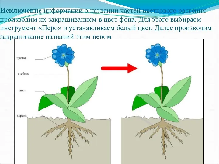 Исключение информации о названии частей цветкового растения производим их закрашиванием в