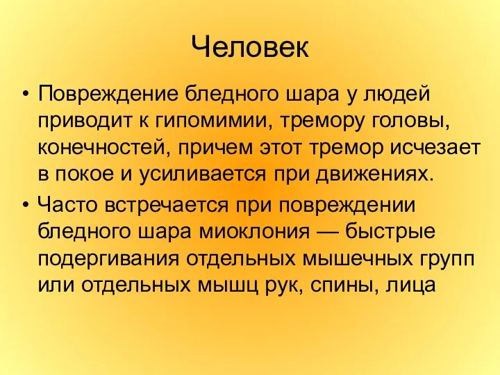 Человек Повреждение бледного шара у людей приводит к гипомимии, тремору головы,