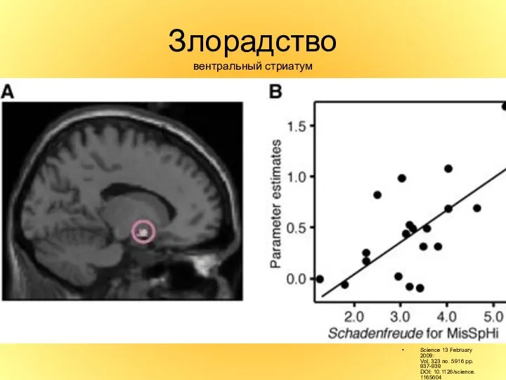 Злорадство вентральный стриатум Science 13 February 2009: Vol. 323 no. 5916 pp. 937-939 DOI: 10.1126/science.1165604