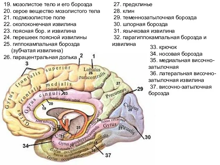 19. мозолистое тело и его борозда 20. серое вещество мозолистого тела