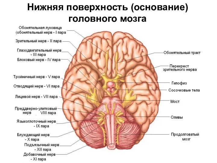 Нижняя поверхность (основание) головного мозга