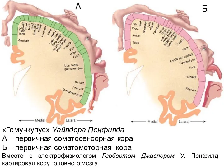 «Гомункулус» Уайлдера Пенфилда А – первичная соматосенсорная кора Б – первичная