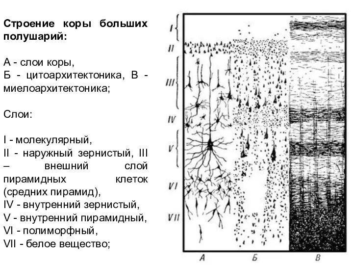 Строение коры больших полушарий: А - слои коры, Б - цитоархитектоника,