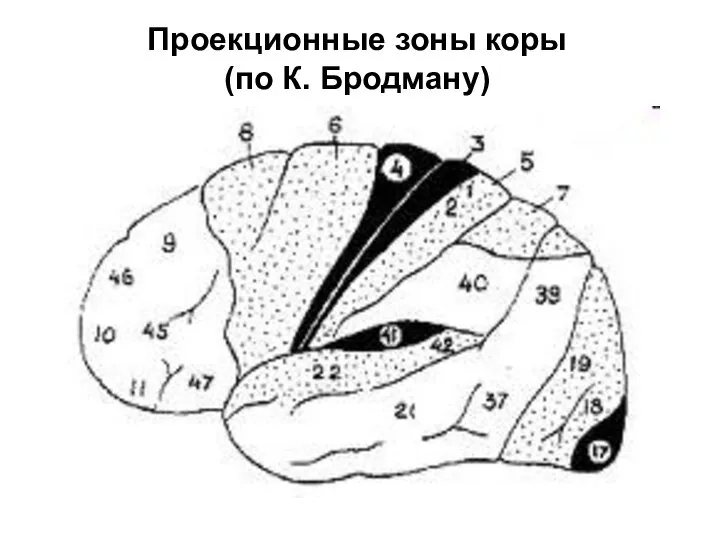 Проекционные зоны коры (по К. Бродману)