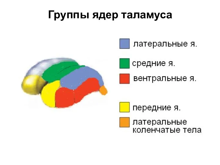 Группы ядер таламуса